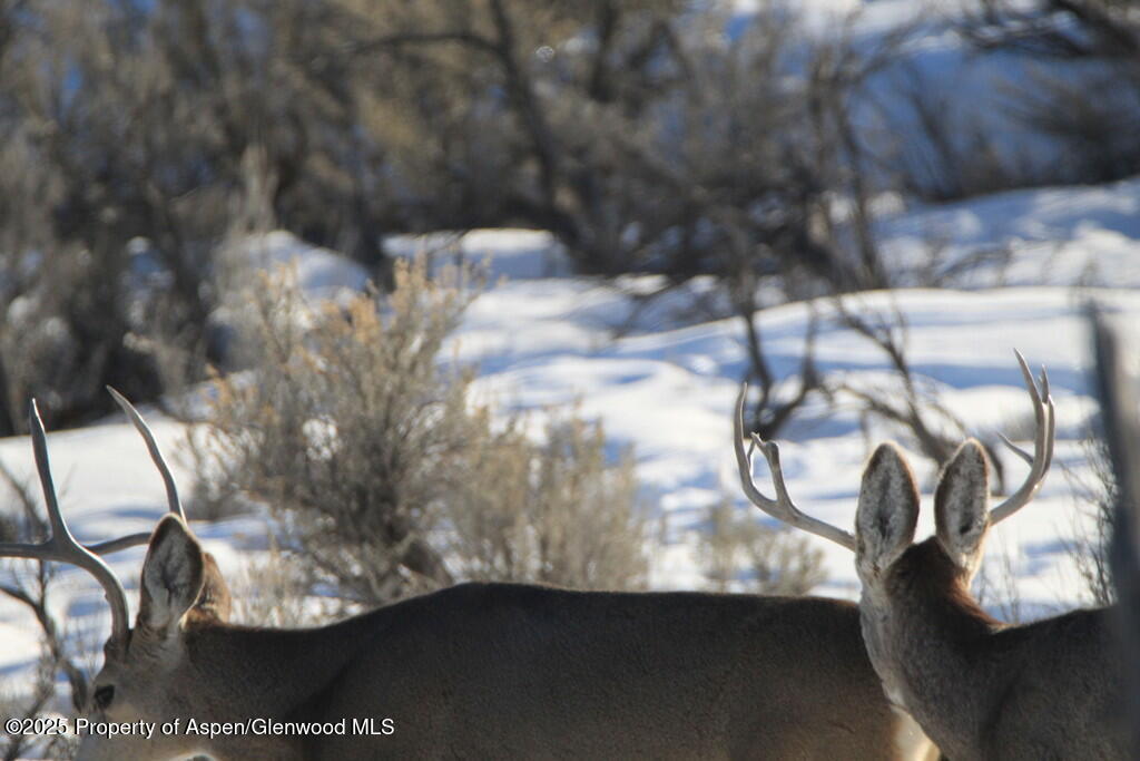 Tbd County Road 53 Maybell CO 81640