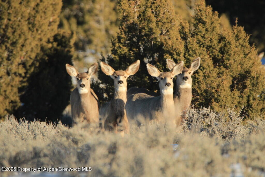 Tbd County Road 53 Maybell CO 81640