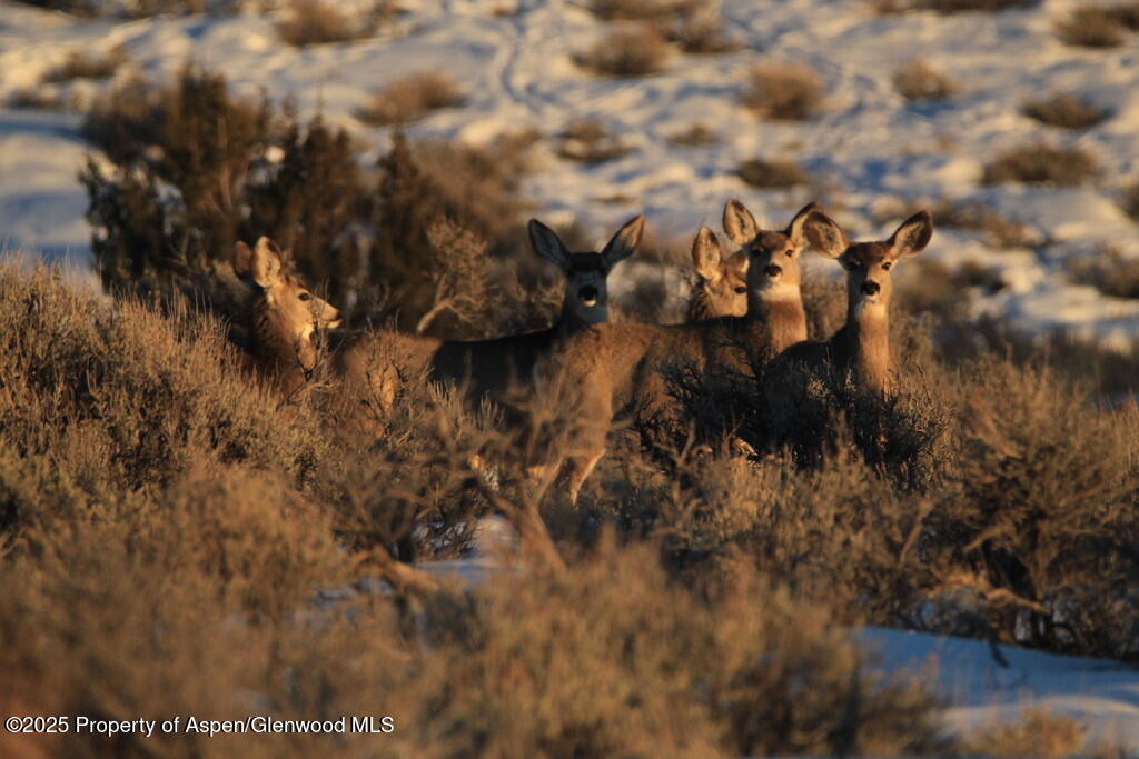 Tbd County Road 53 Maybell CO 81640