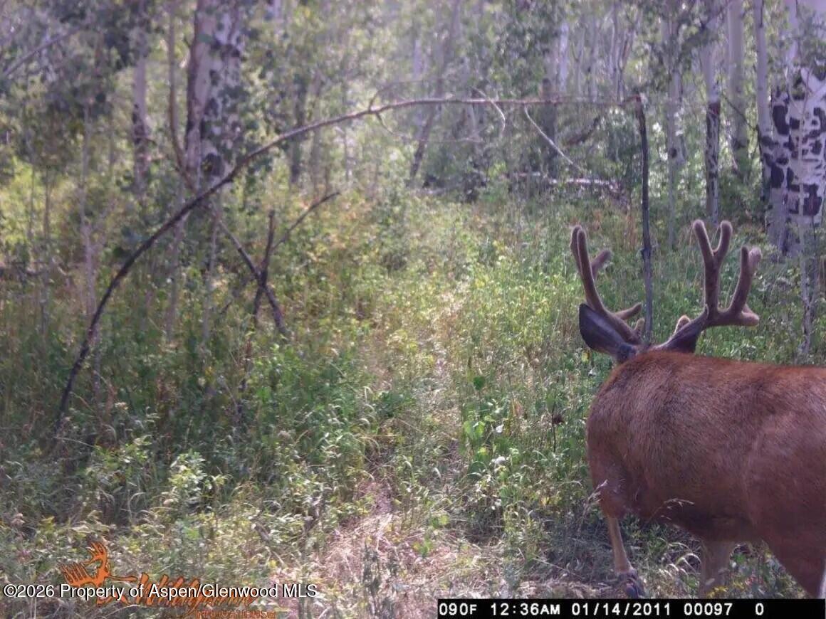 Tbd County Road 313 Silt CO 81652