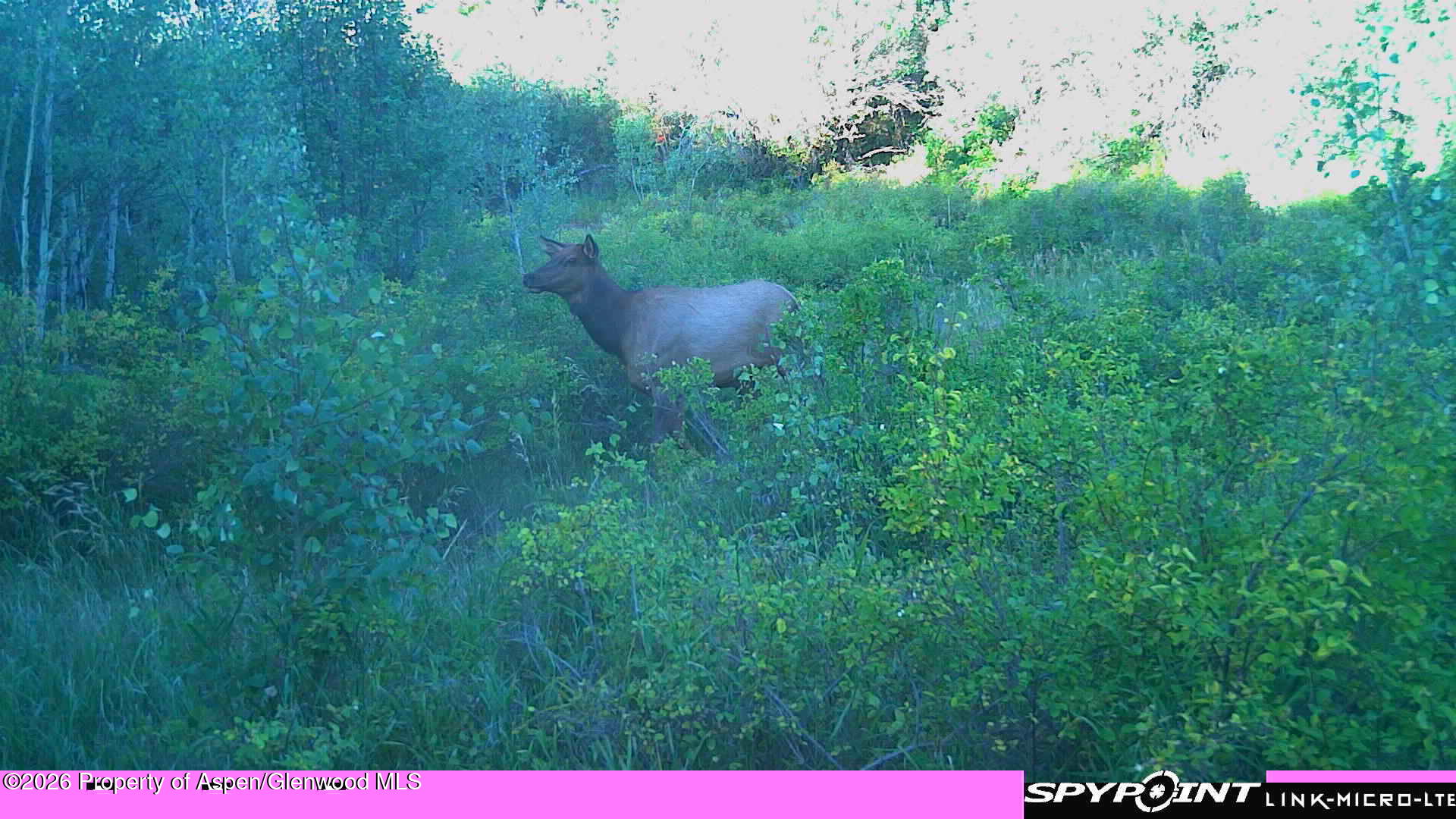 Tbd County Road 313 Silt CO 81652
