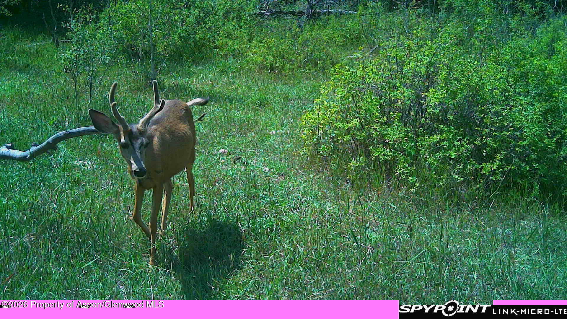 Tbd County Road 313 Silt CO 81652