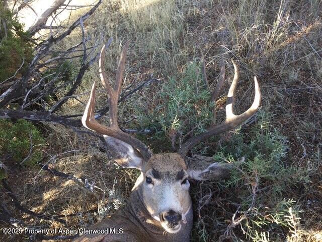 37 County Road 93 Craig CO 81625