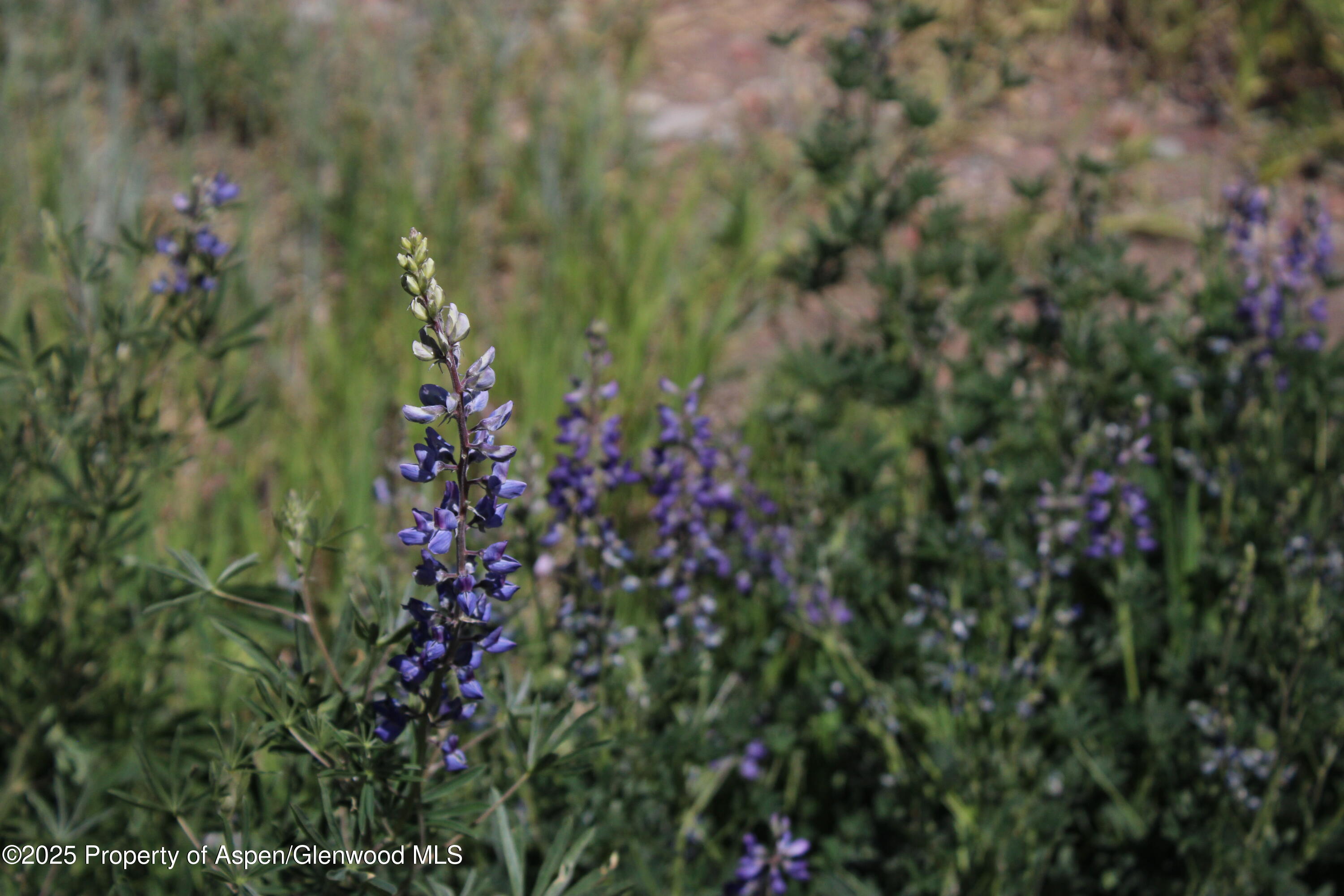 Tbd Shield O Road Snowmass CO 81654