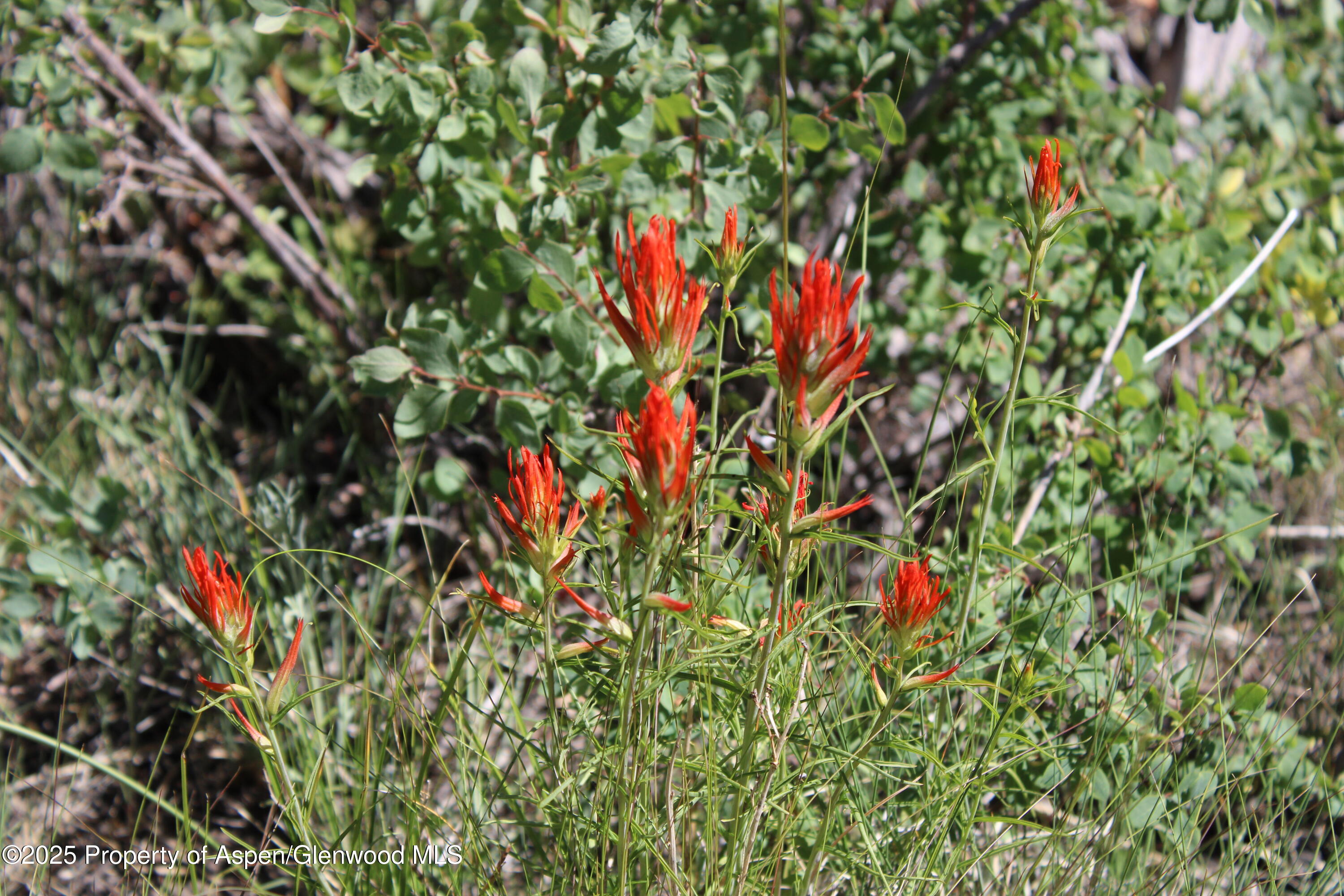 Tbd Shield O Road Snowmass CO 81654