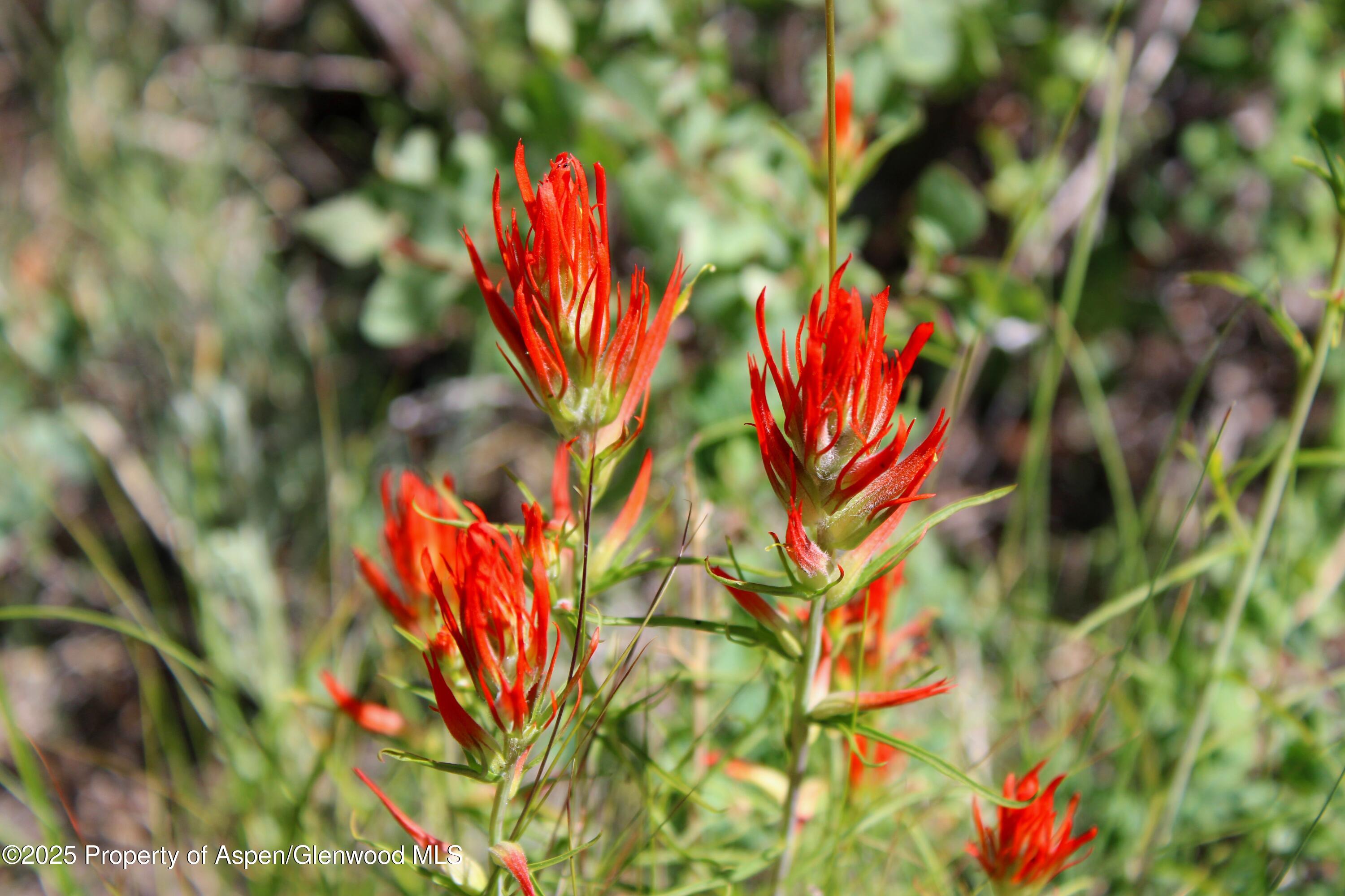Tbd Shield O Road Snowmass CO 81654