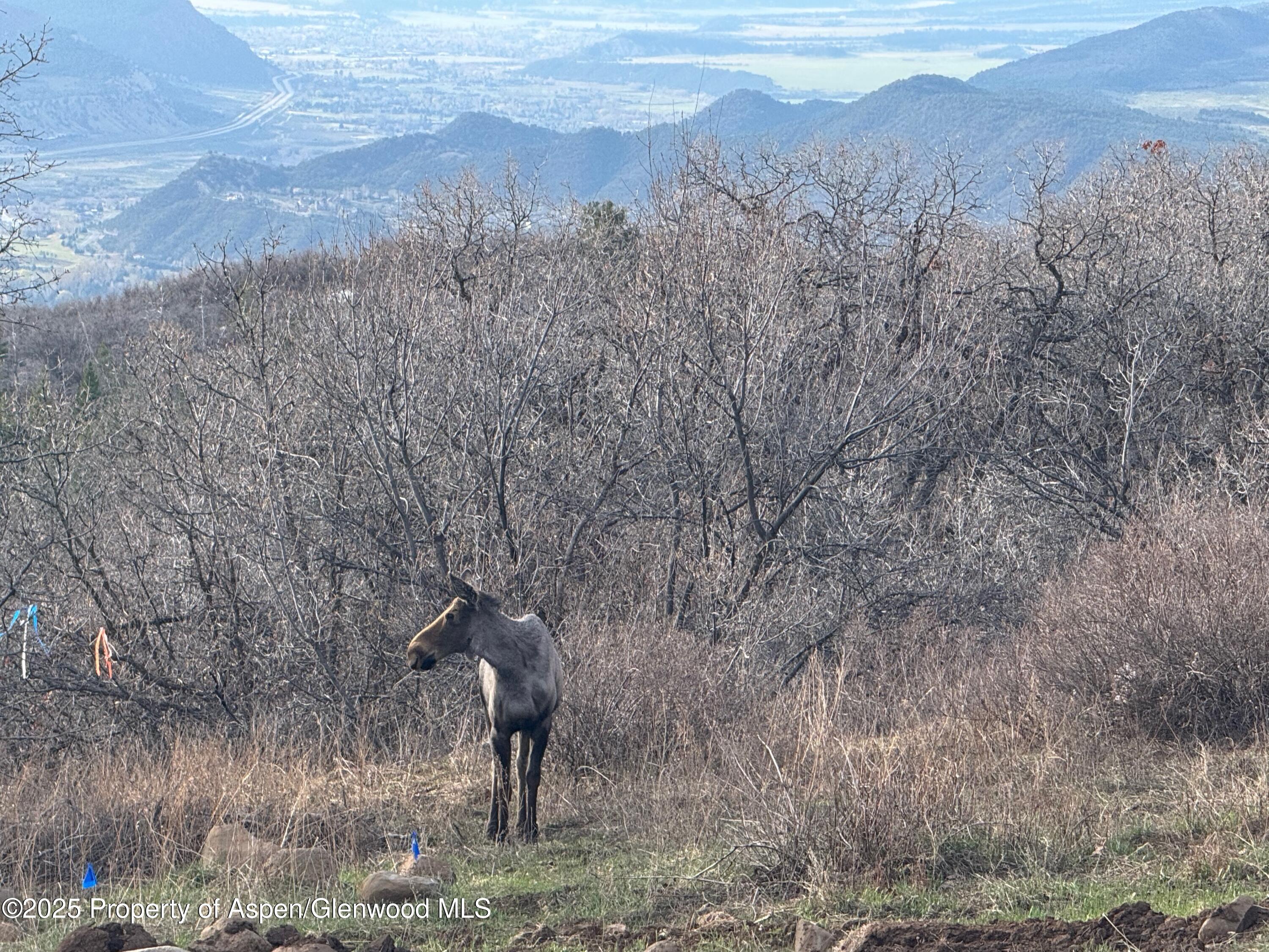 3600 Bear Paw Lane Glenwood Springs CO 81601