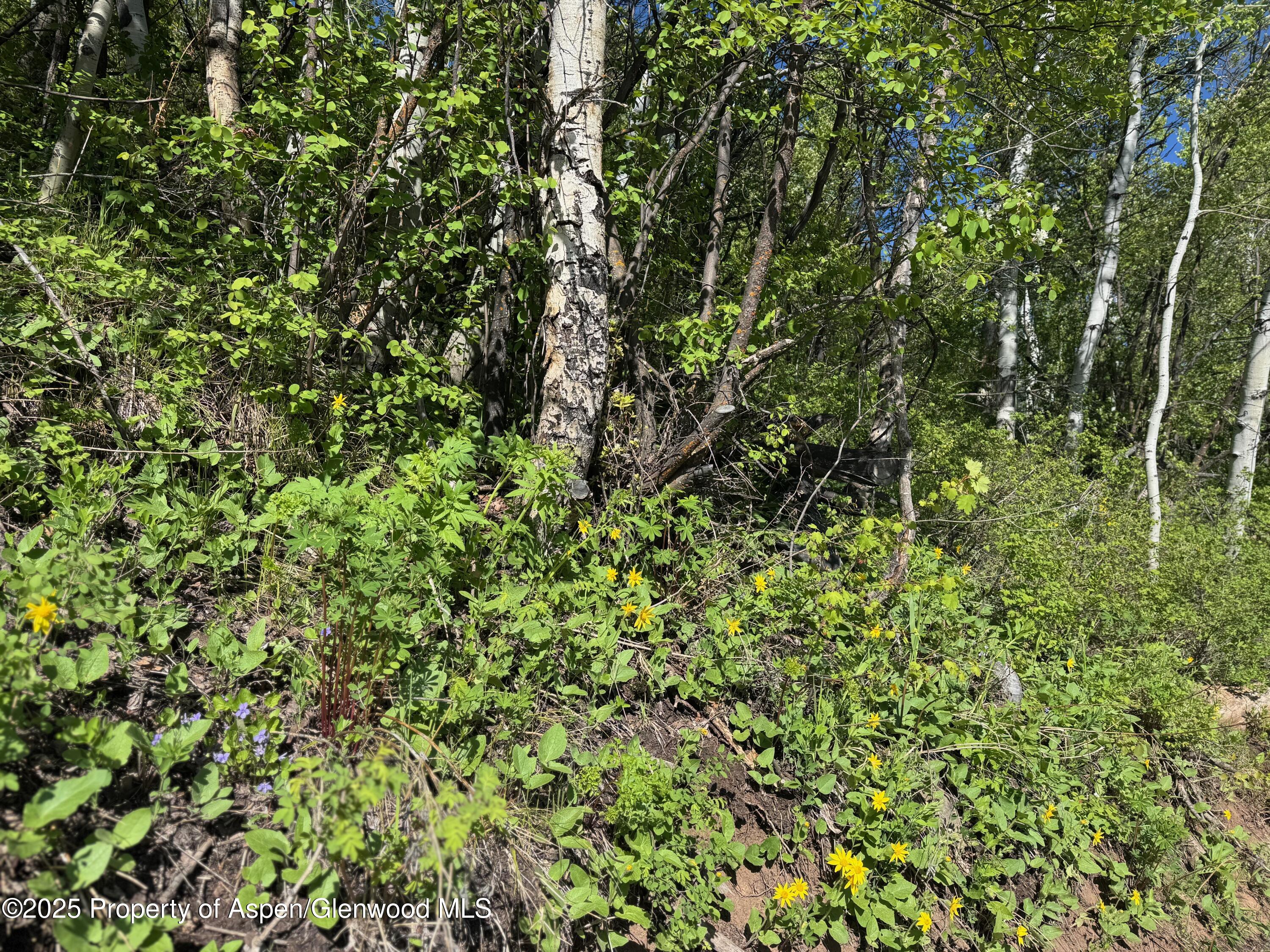 3600 Bear Paw Lane Glenwood Springs CO 81601