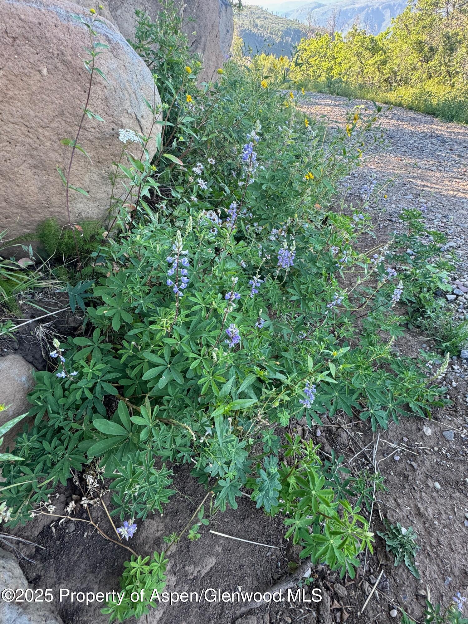 3600 Bear Paw Lane Glenwood Springs CO 81601