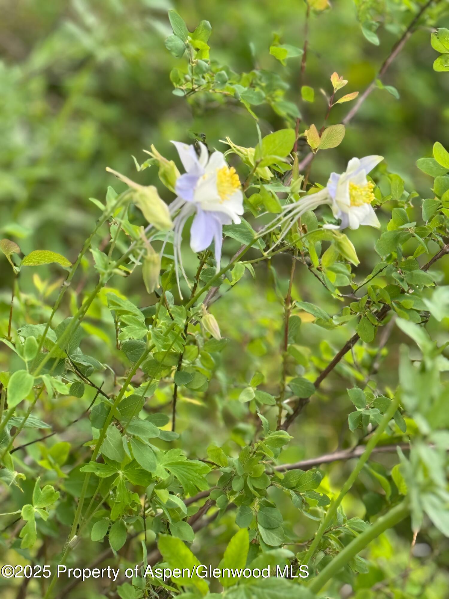 3600 Bear Paw Lane Glenwood Springs CO 81601
