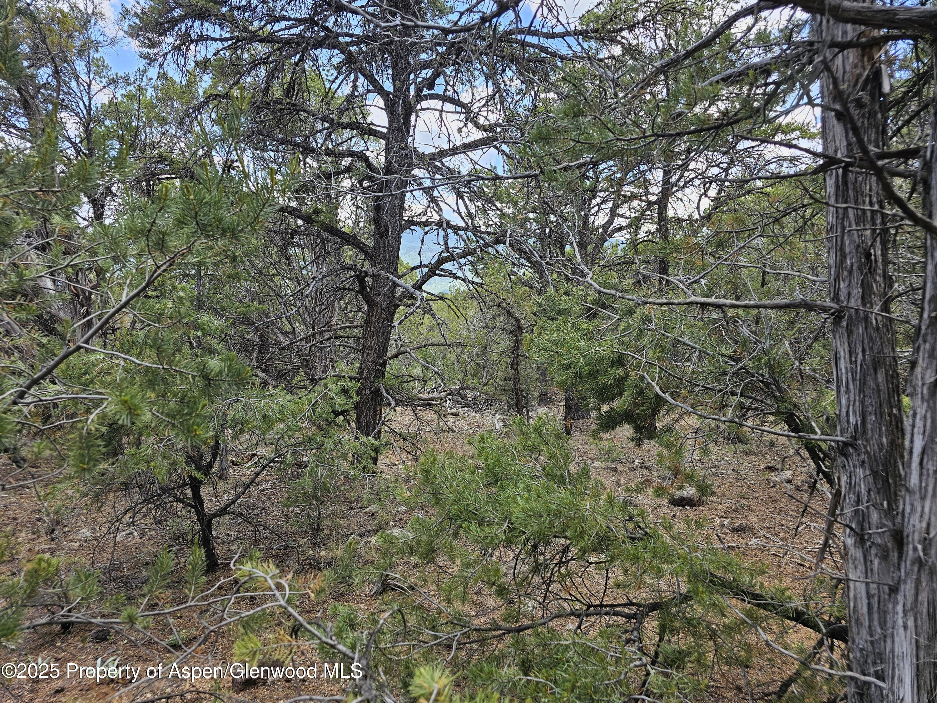 3221 Elk Springs Drive Glenwood Springs CO 81601