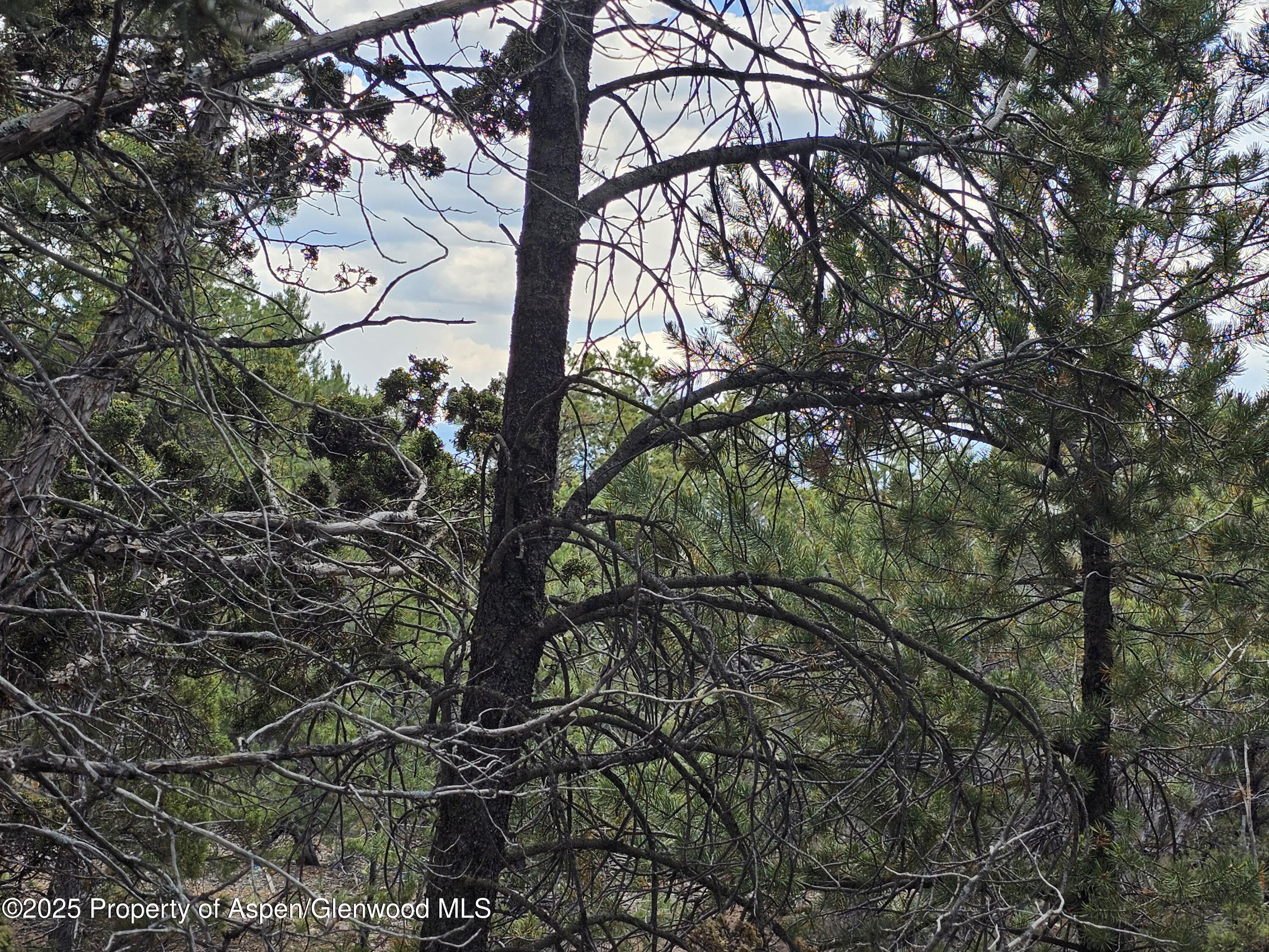 3221 Elk Springs Drive Glenwood Springs CO 81601