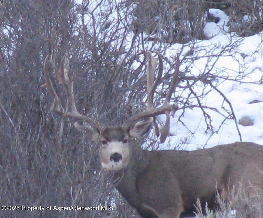 Tbd County Road 117 Glenwood Springs CO 81601