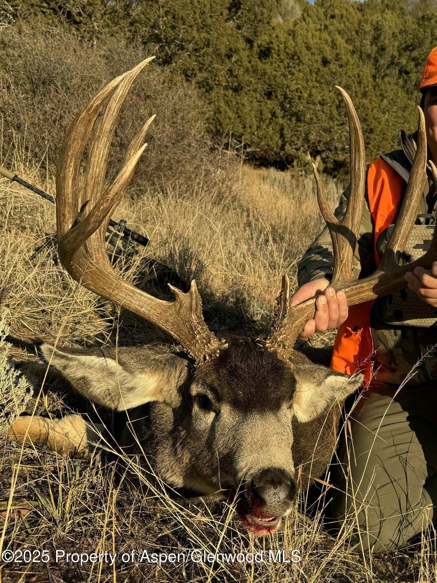 Tbd County Road 117 Glenwood Springs CO 81601