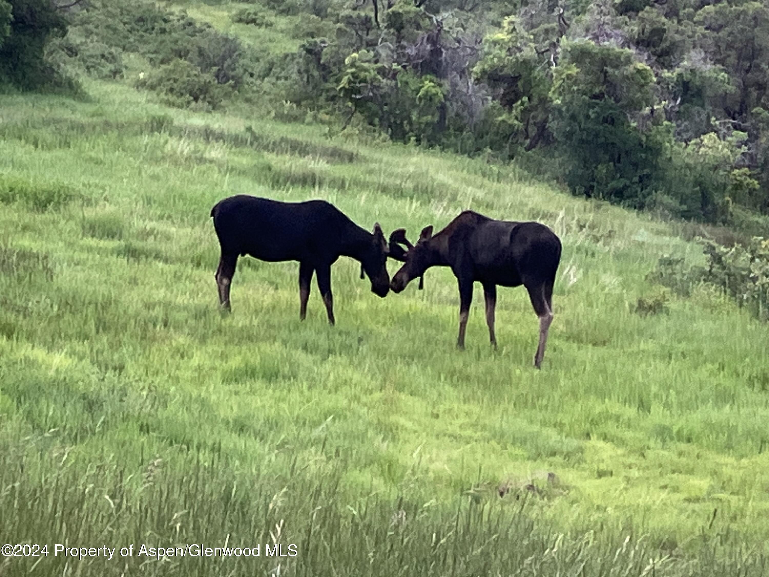 Lot 16b Mountain Springs Road Glenwood Springs CO 81601
