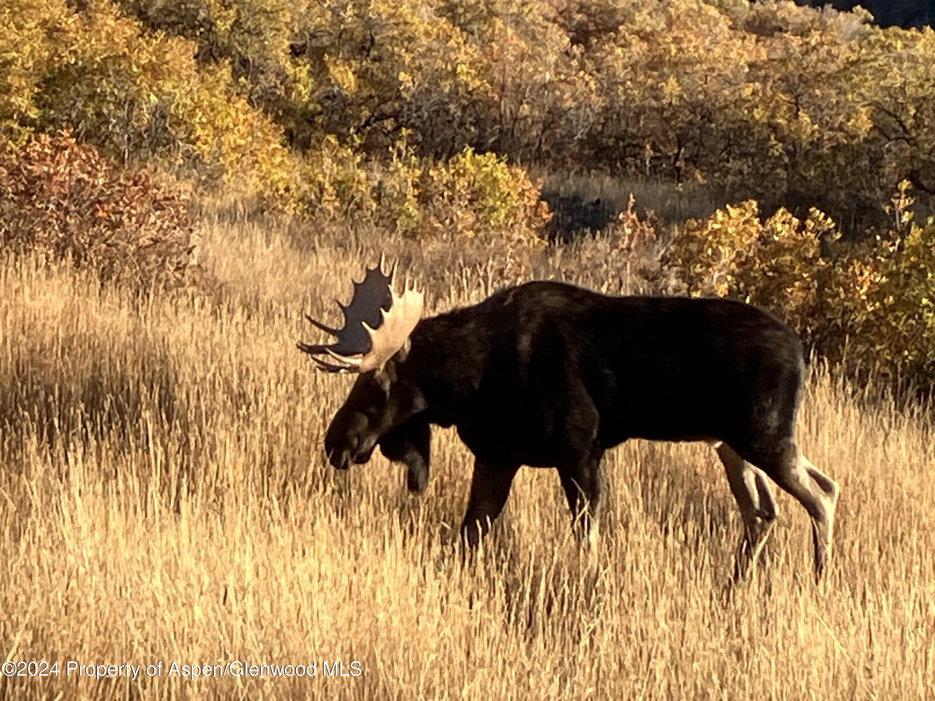 Lot 16b Mountain Springs Road Glenwood Springs CO 81601