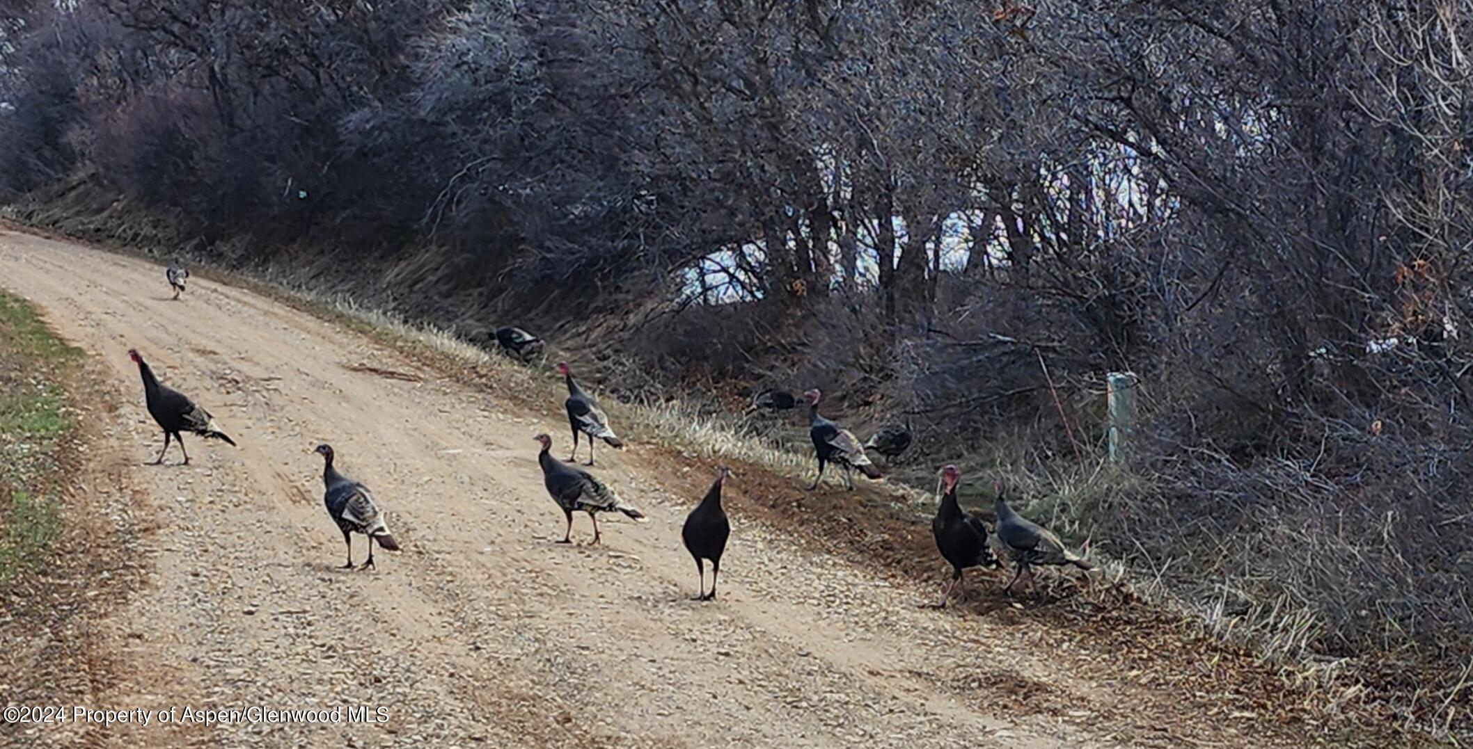 4500 Bear Wallow Lane Glenwood Springs CO 81601