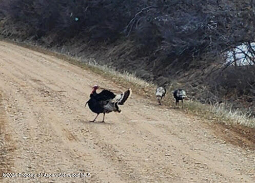 4500 Bear Wallow Lane Glenwood Springs CO 81601