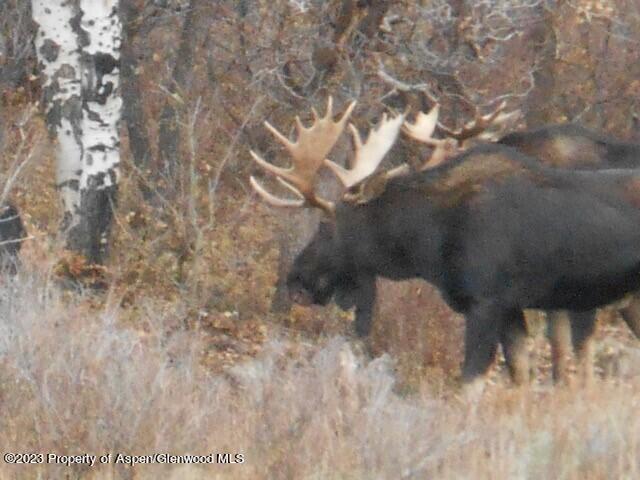 Tbd Black Diamond Mine Road Glenwood Springs CO 81601