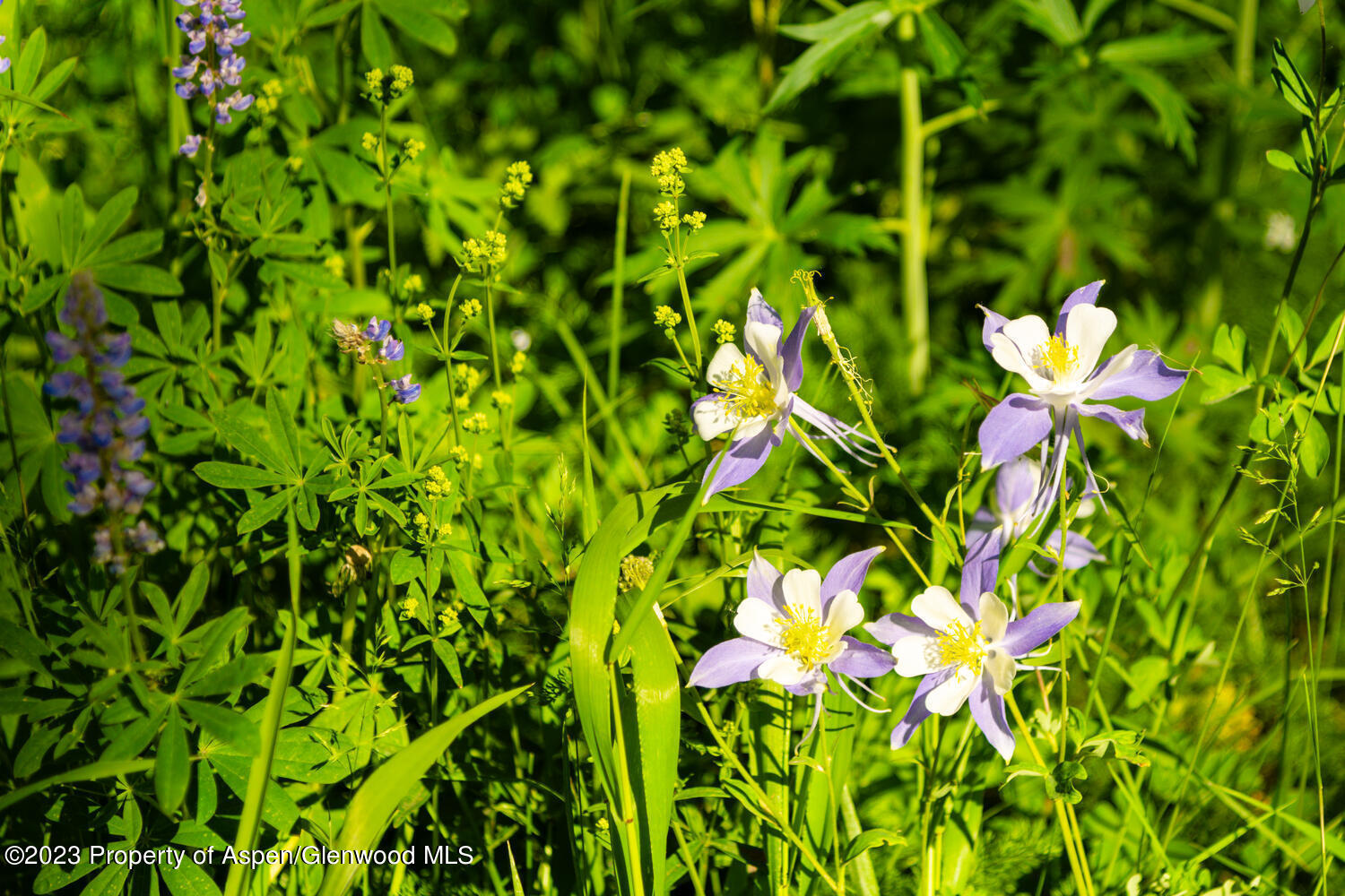 Tbd Black Diamond Mine Road Glenwood Springs CO 81601