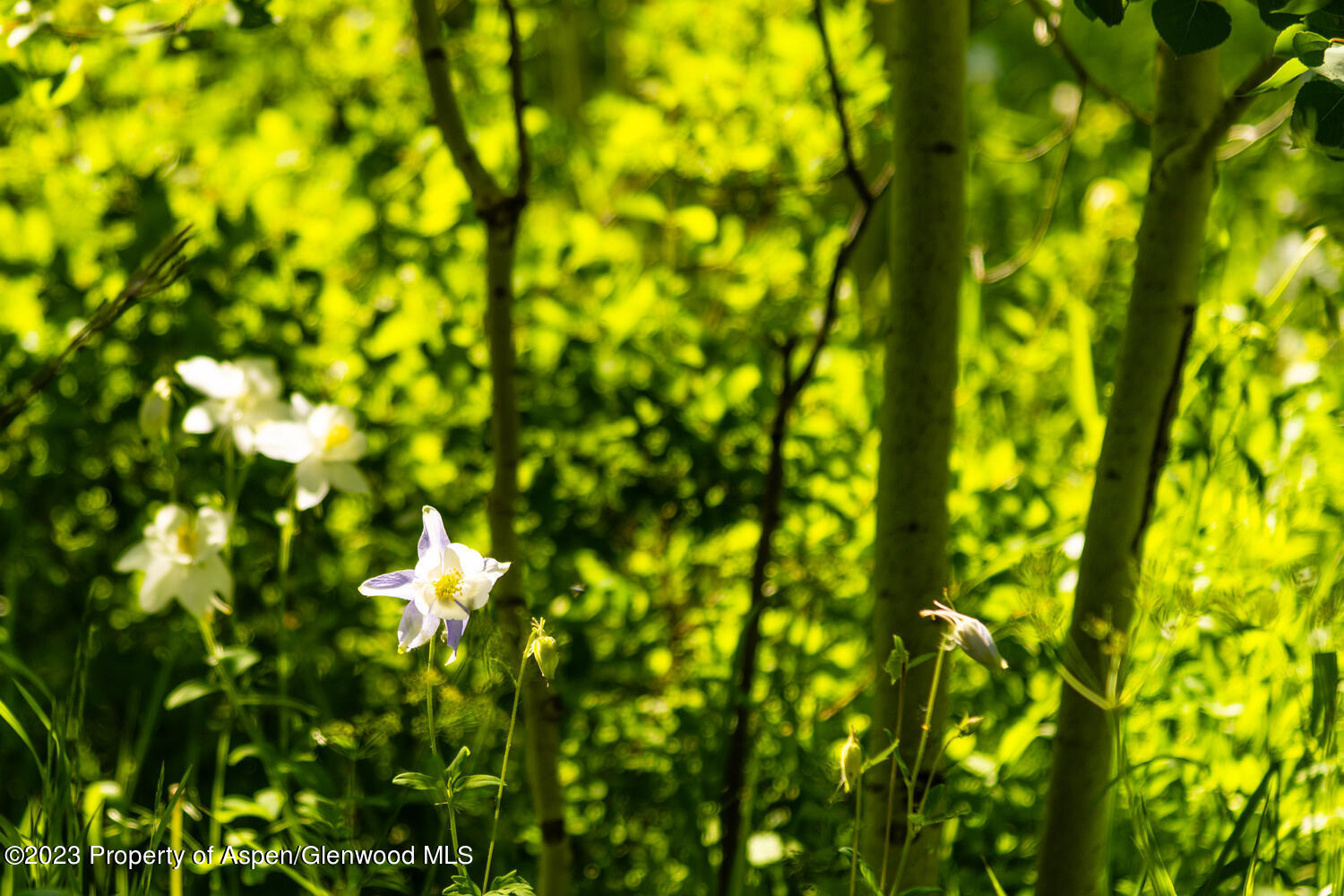 Tbd Black Diamond Mine Road Glenwood Springs CO 81601