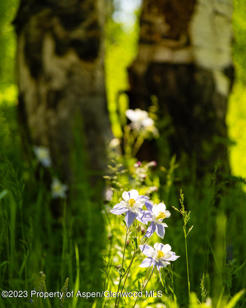 Tbd Black Diamond Mine Road Glenwood Springs CO 81601