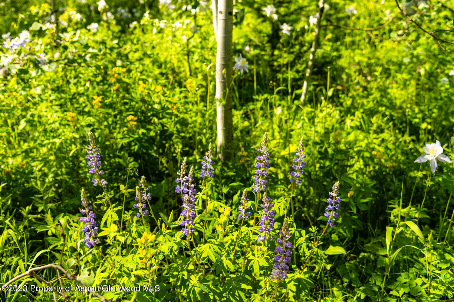 Tbd Black Diamond Mine Road Glenwood Springs CO 81601