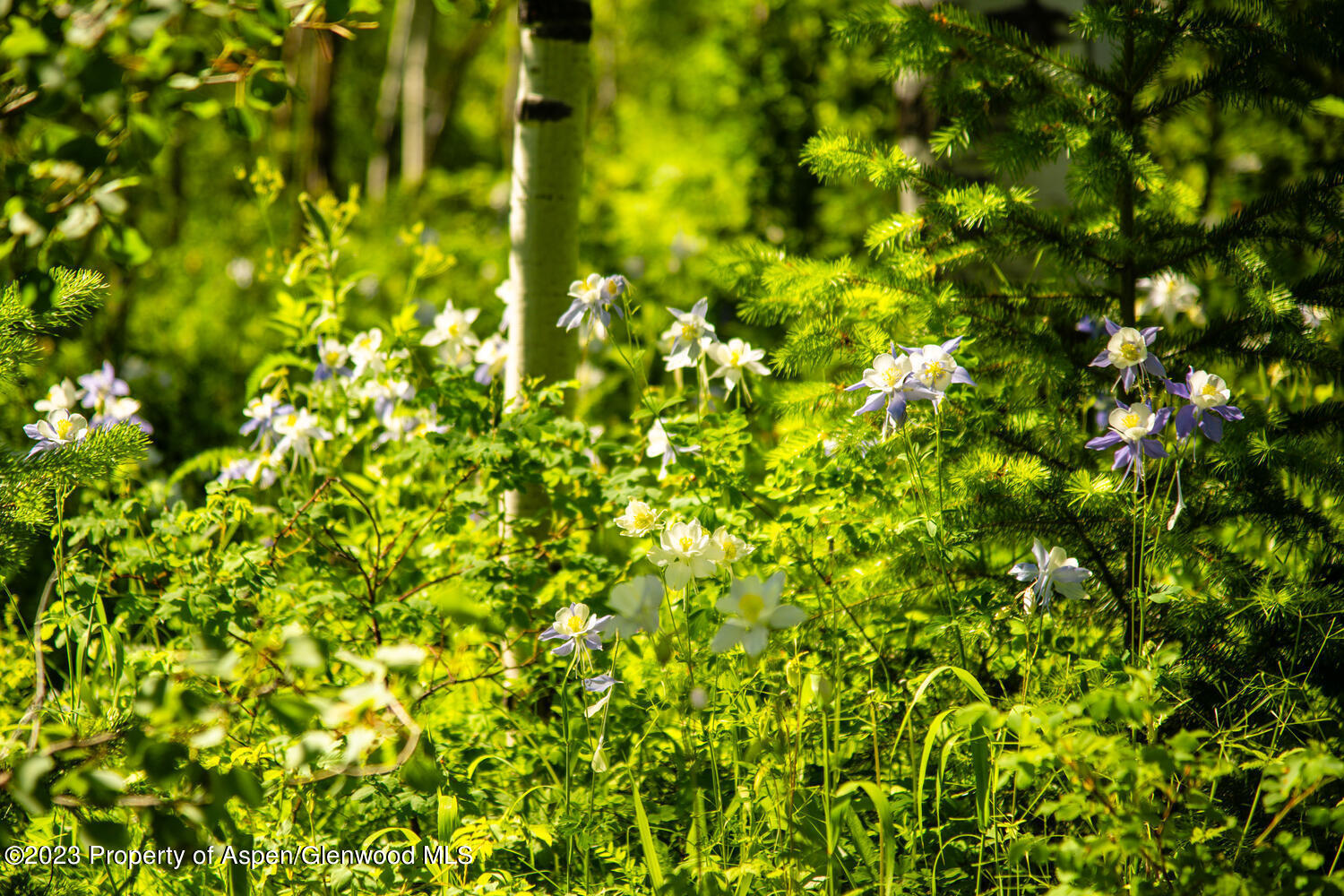Tbd Black Diamond Mine Road Glenwood Springs CO 81601
