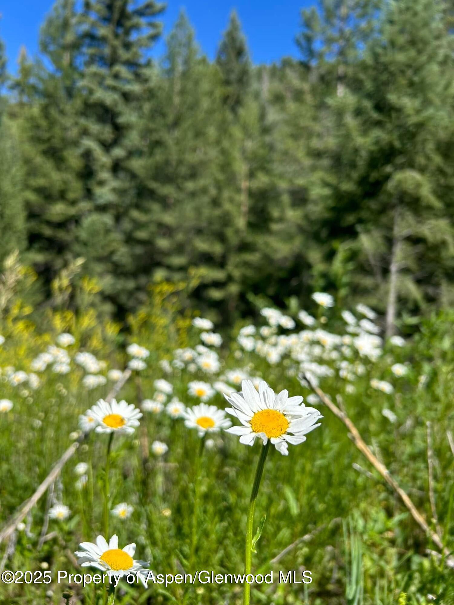 2711 2833 County Road 117 Glenwood Springs CO 81601