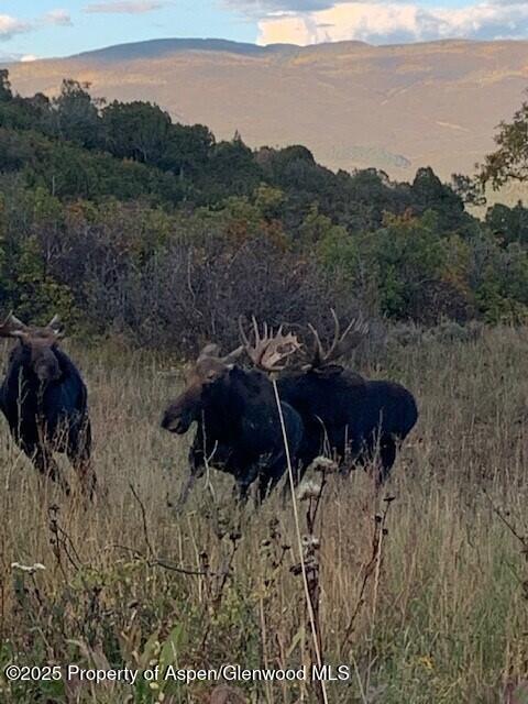 2711 2833 County Road 117 Glenwood Springs CO 81601