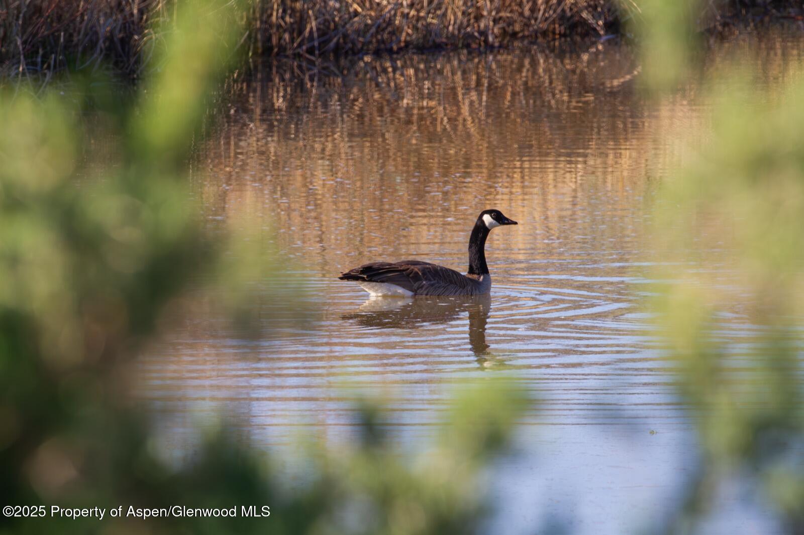 8015 Scenic Mesa Road Hotchkiss CO 81419