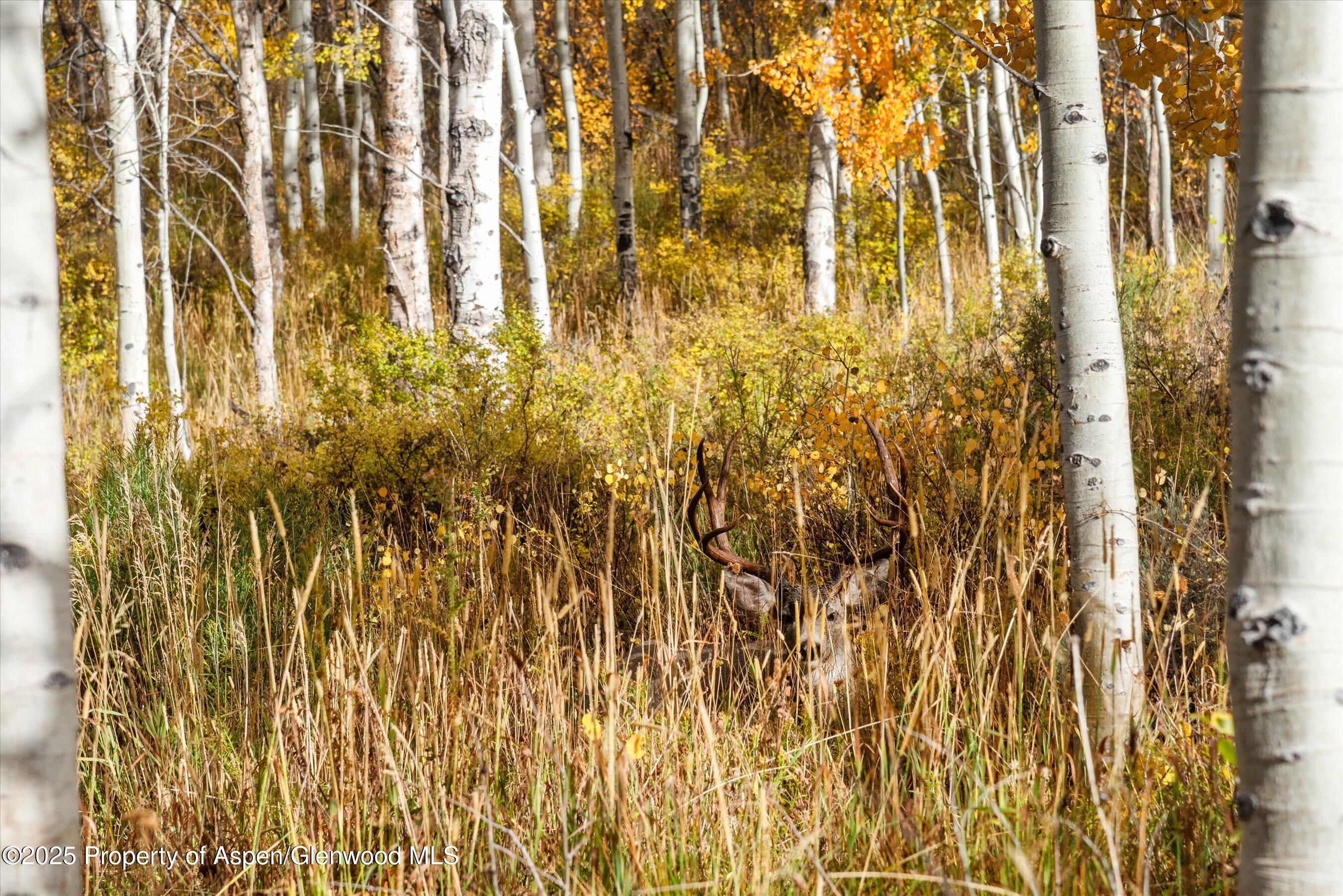 Tbd Spinnaker Lane Basalt CO 81621
