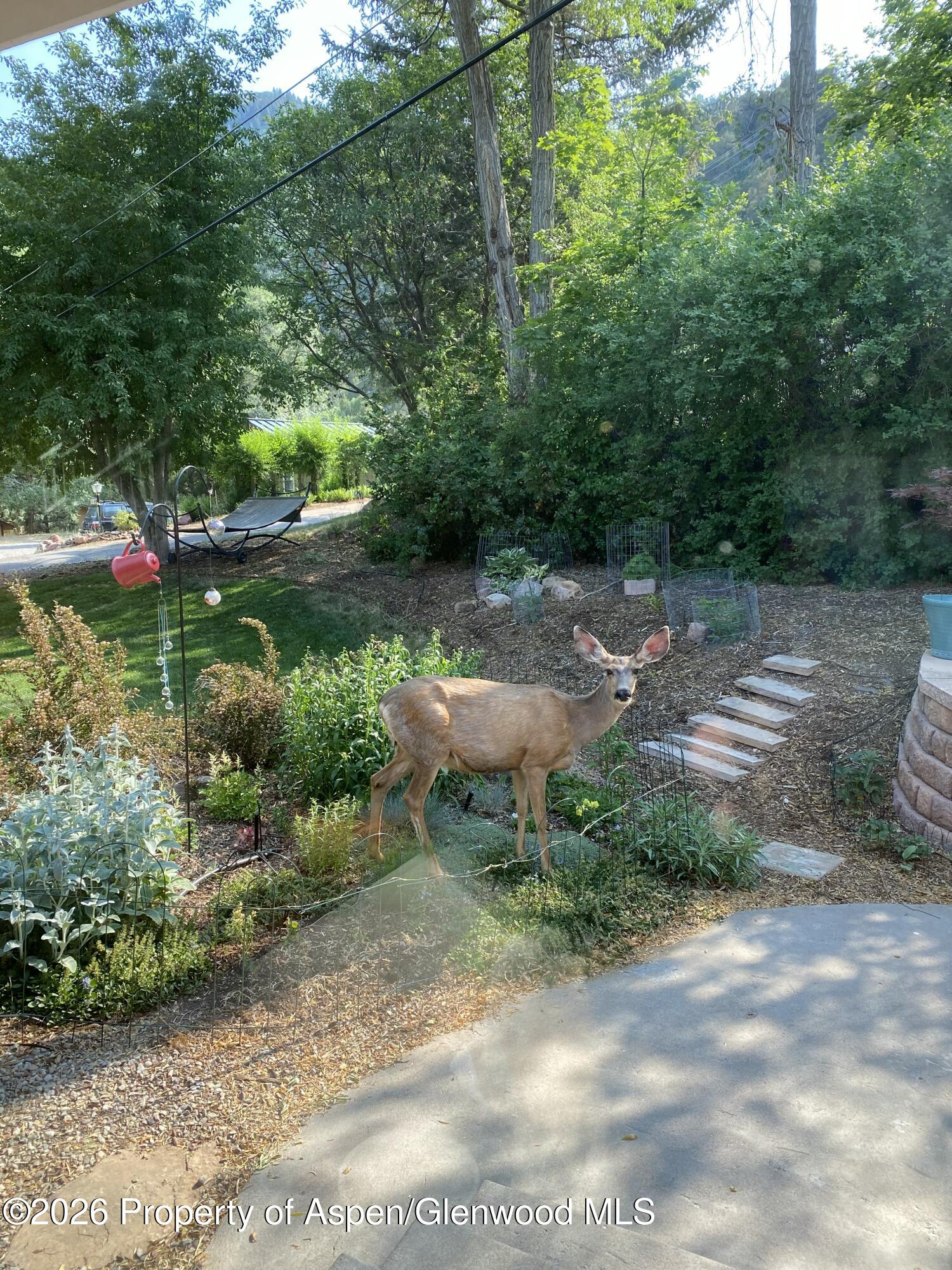 605 W 9th Place Glenwood Springs CO 81601