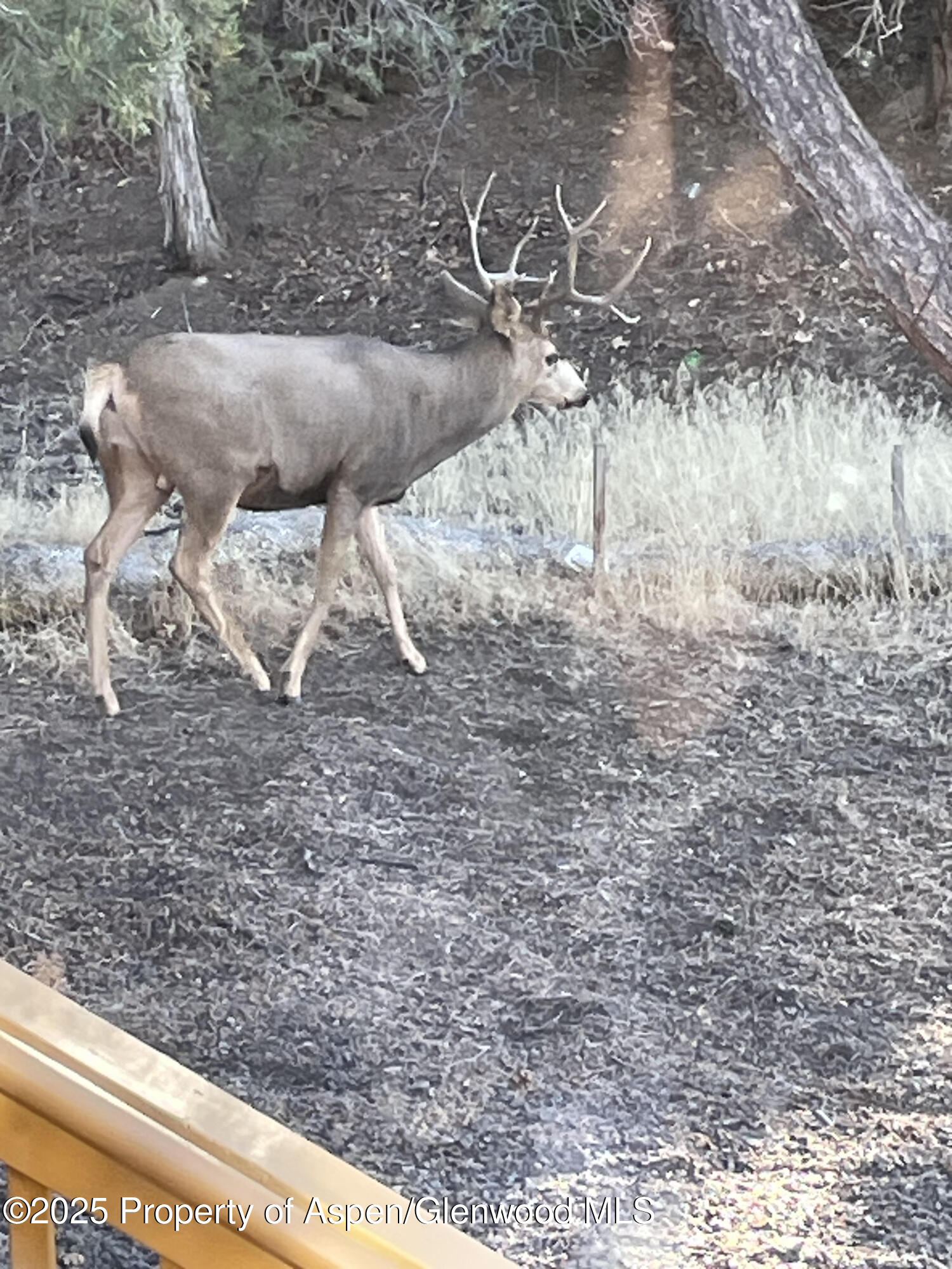 18842 Kimball Creek Road Collbran CO 81624