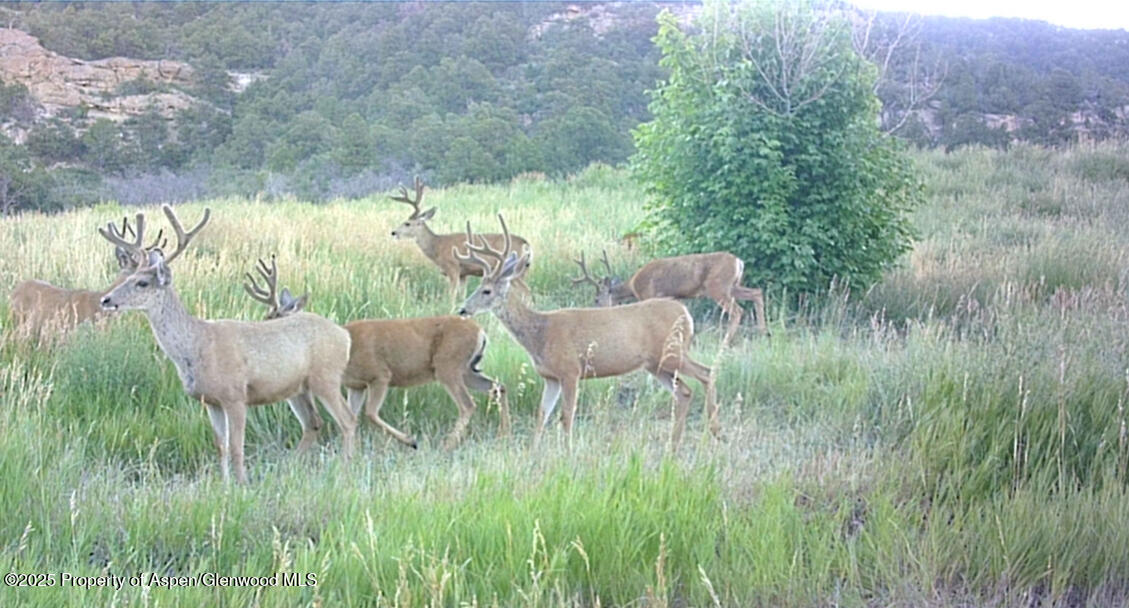 18726 Kimball Creek Road Collbran CO 81624