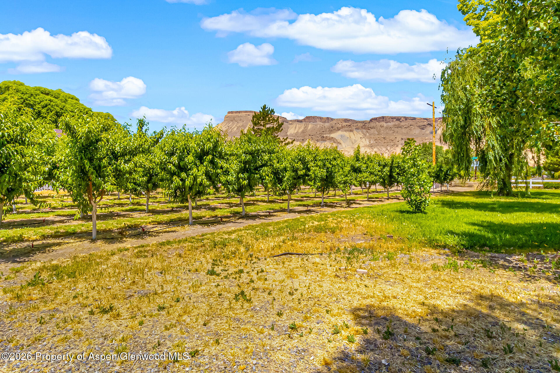 3609 G Road Palisade CO 81526