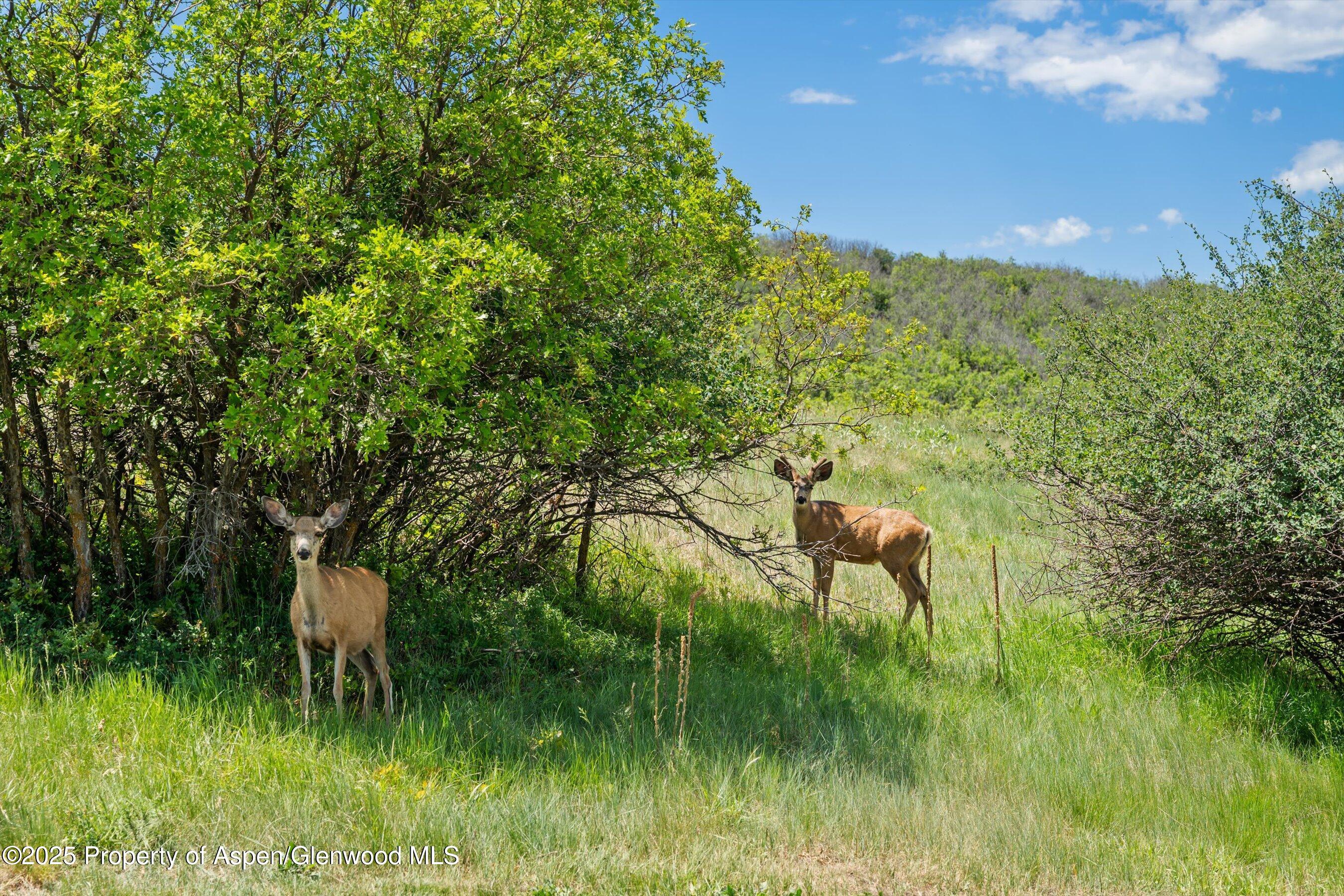 248 Basalt Mountain Drive Carbondale CO 81623