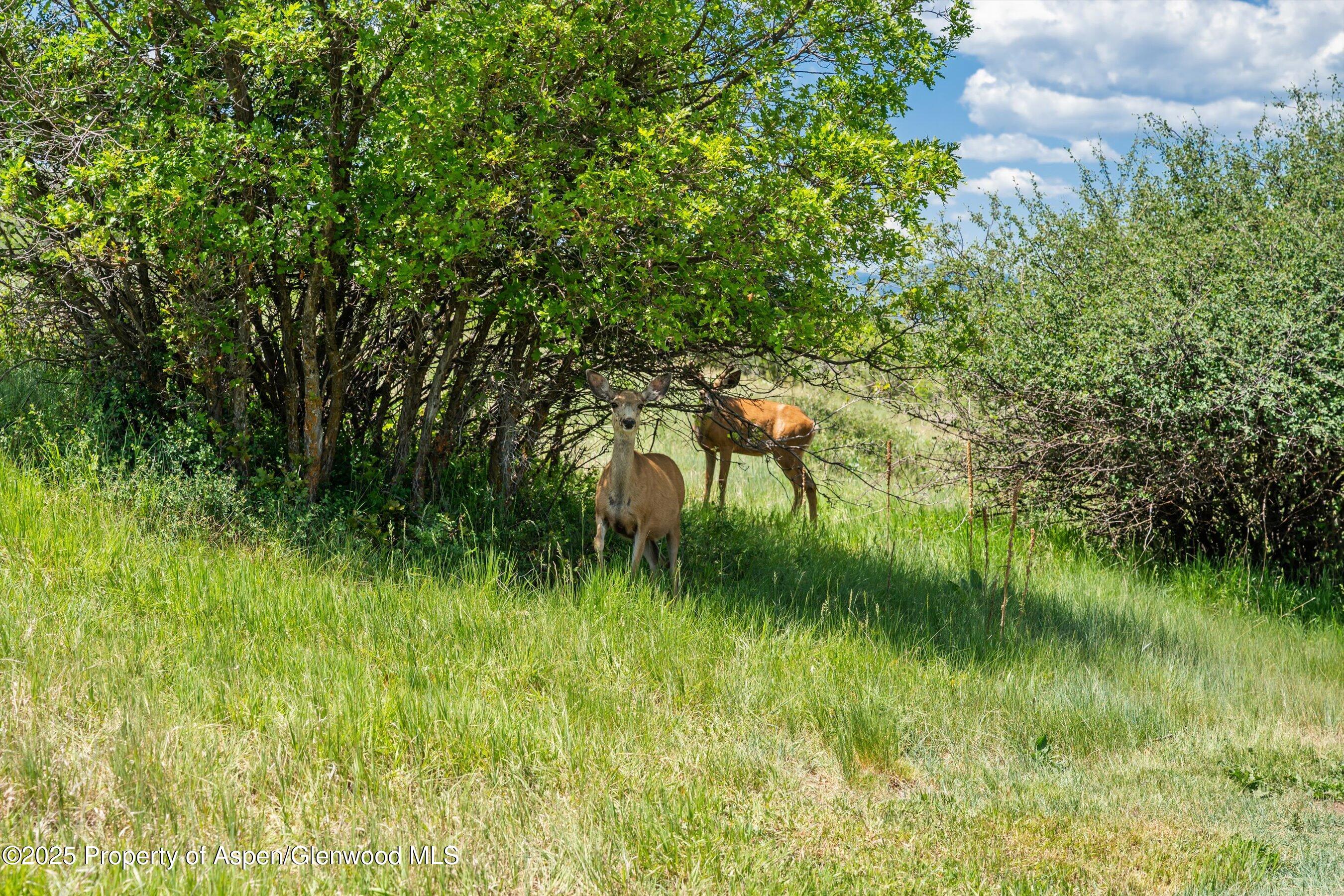 248 Basalt Mountain Drive Carbondale CO 81623