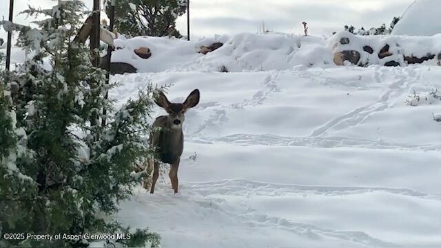 57191 Me Road Collbran CO 81624