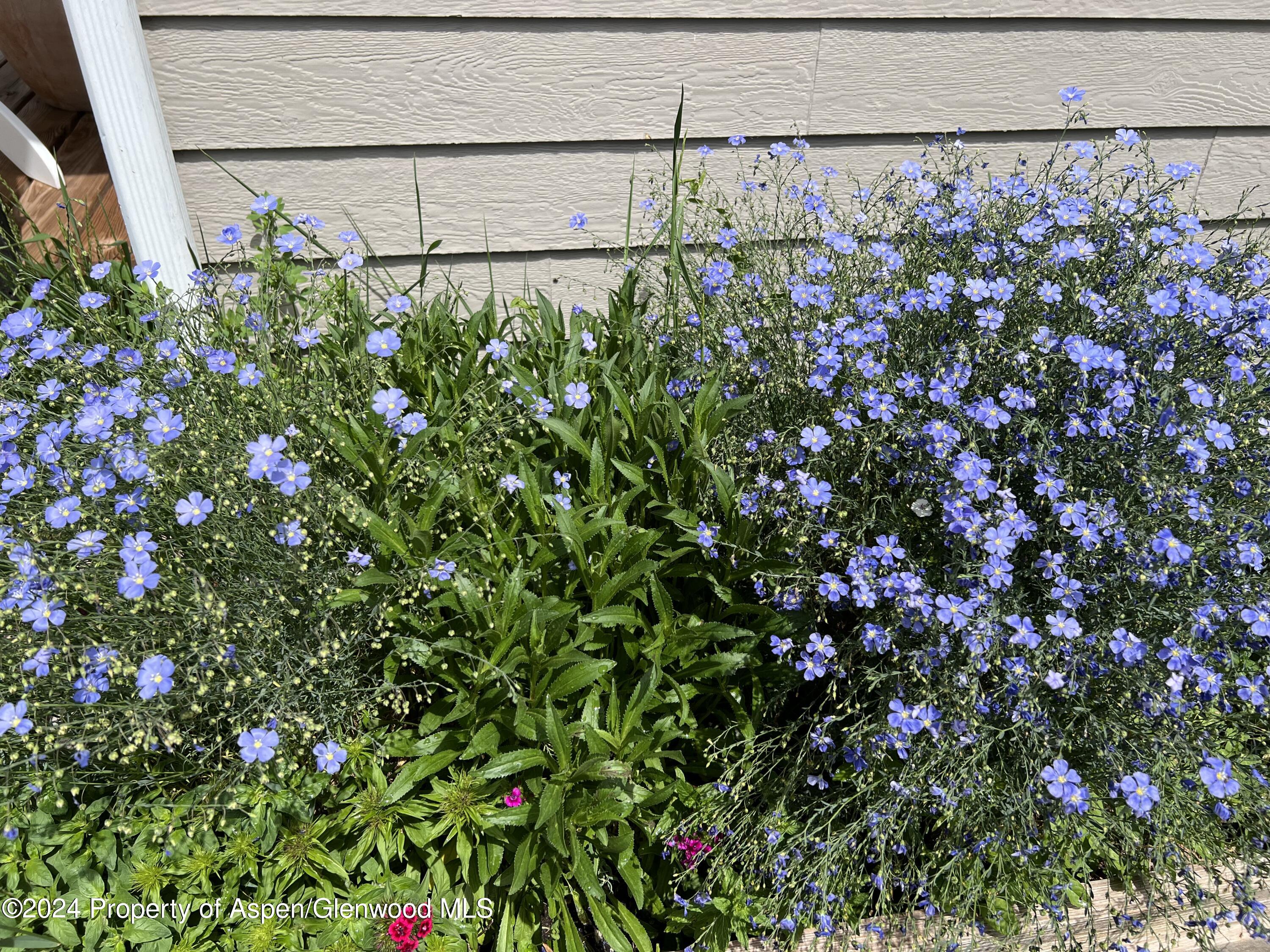 2440 Ute Avenue Rifle CO 81650