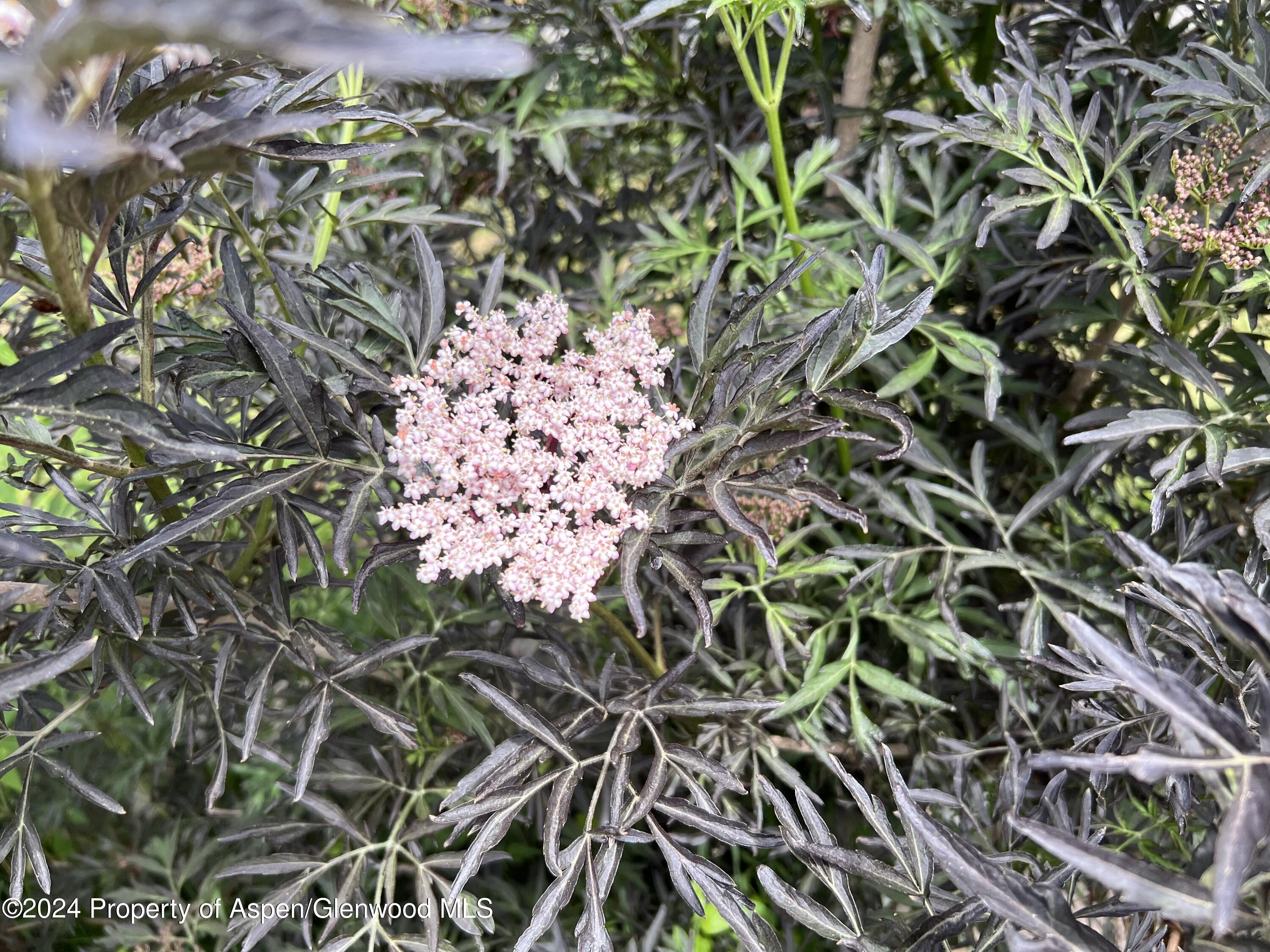 2440 Ute Avenue Rifle CO 81650