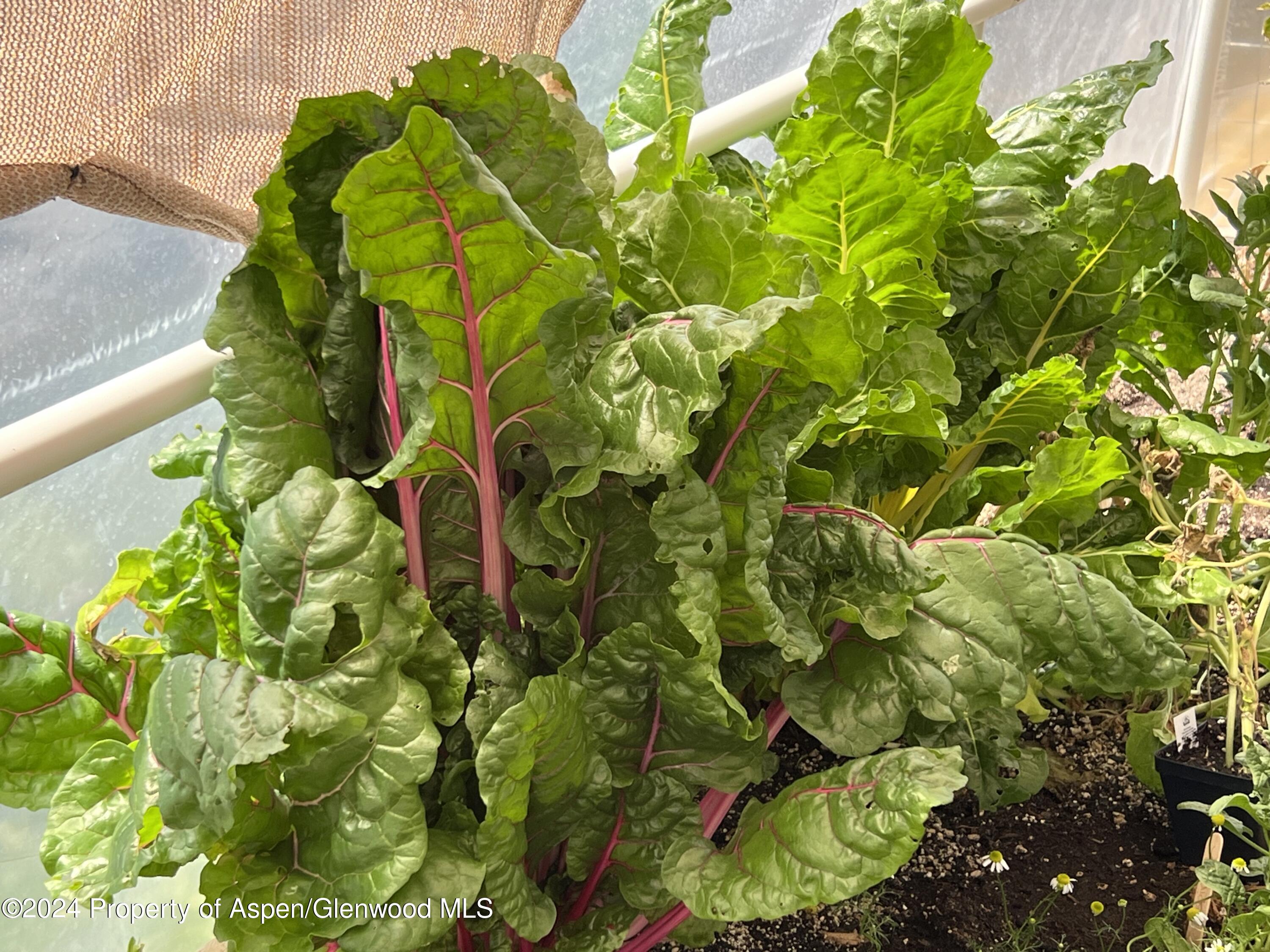 2440 Ute Avenue Rifle CO 81650