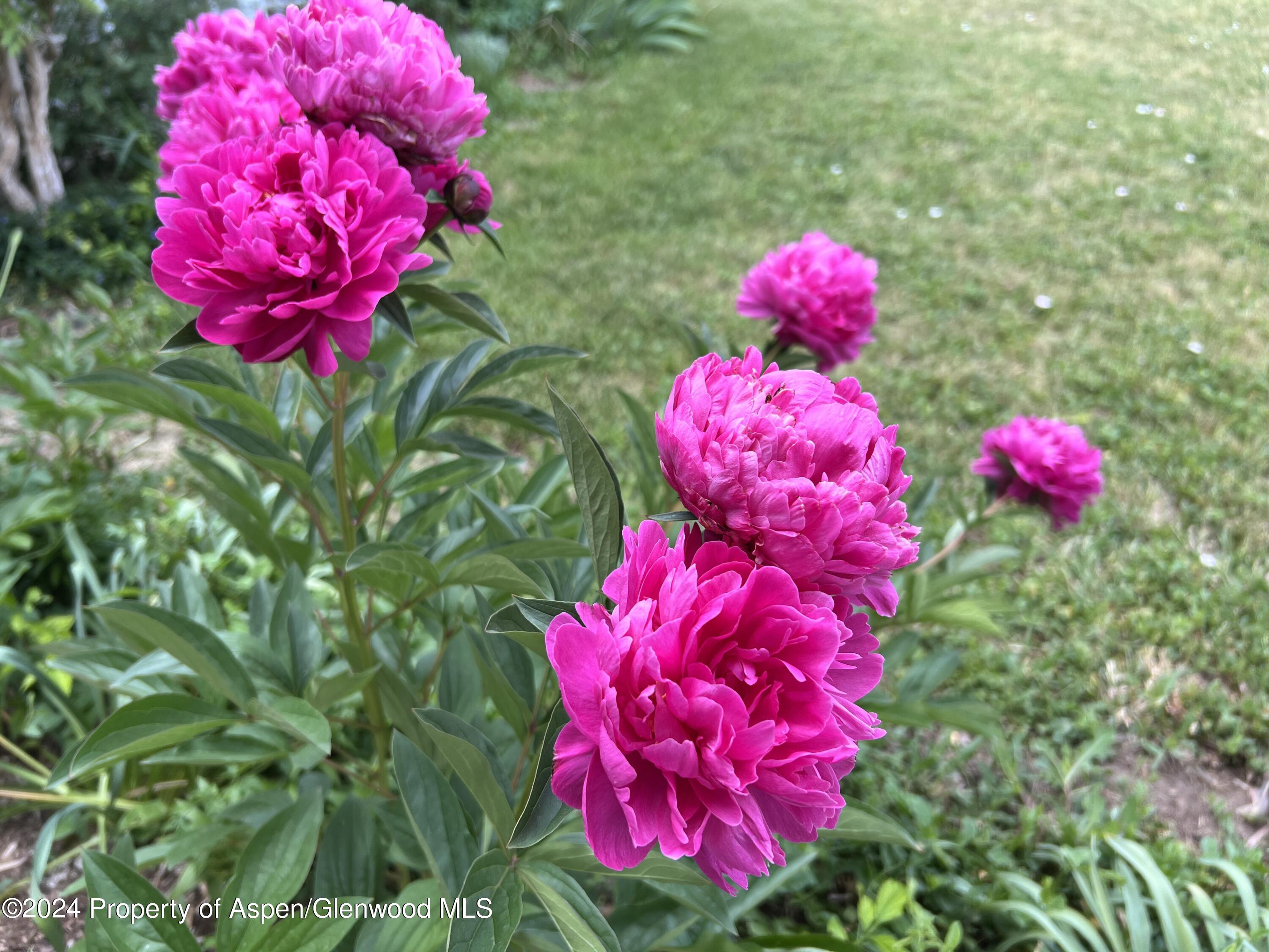 2440 Ute Avenue Rifle CO 81650