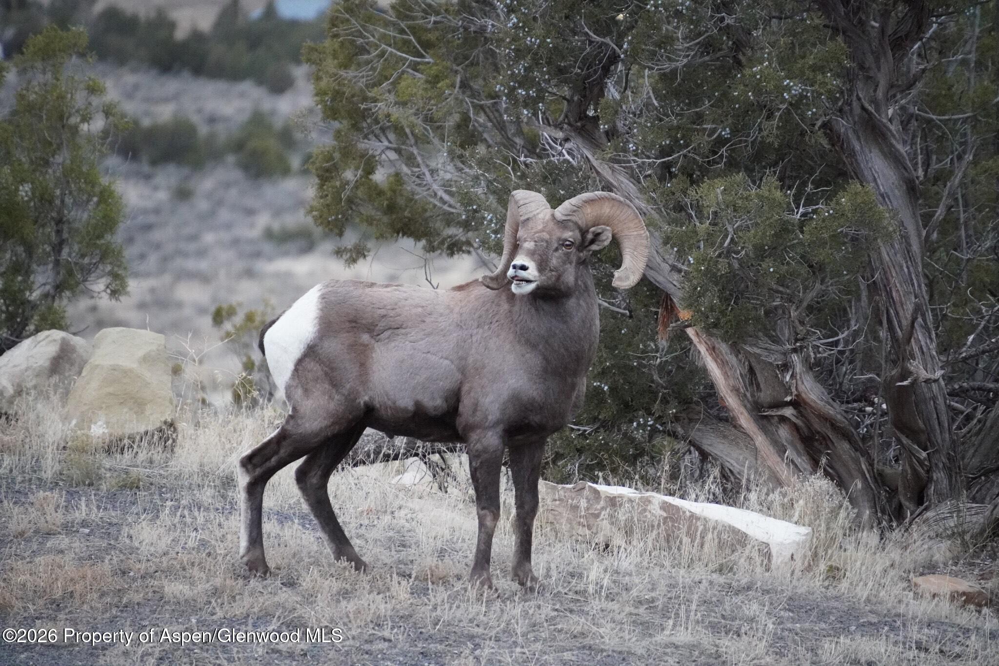 15086 45 1/2 Road Mesa CO 81643