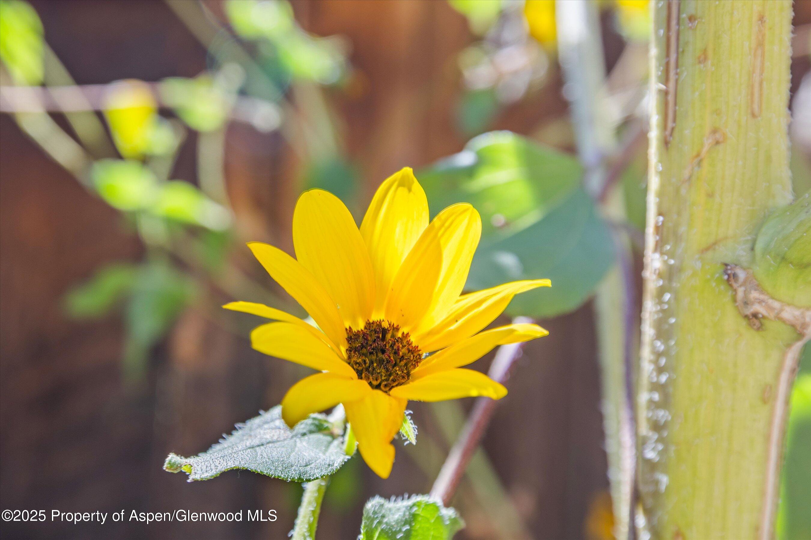 1019 Riverview Drive Glenwood Springs CO 81601