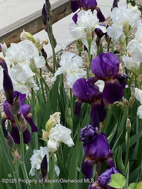 1019 Riverview Drive Glenwood Springs CO 81601