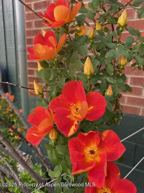 1019 Riverview Drive Glenwood Springs CO 81601