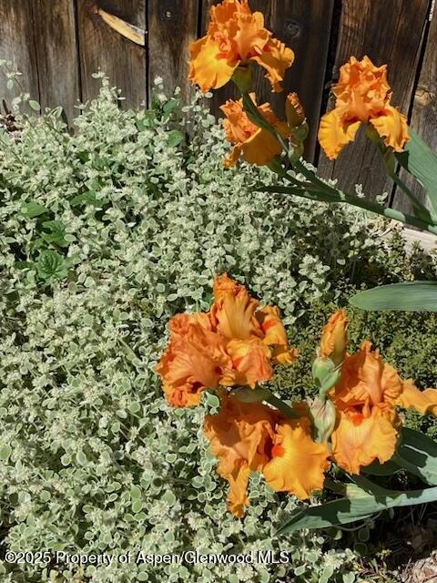 1019 Riverview Drive Glenwood Springs CO 81601