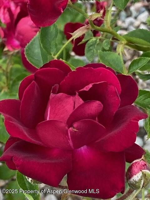 1019 Riverview Drive Glenwood Springs CO 81601