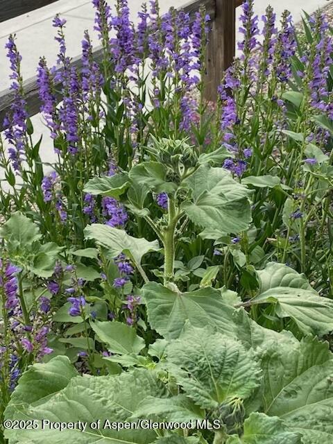 1019 Riverview Drive Glenwood Springs CO 81601